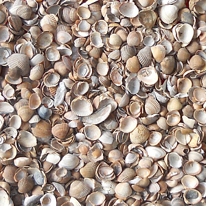 Noordzeeschelpen Big bag 1m3| 800KG