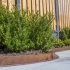 Flexline Borderrand Cortenstaal 10cm lengte 220cm incl. 3 grondpennen en verbindingsplaat
