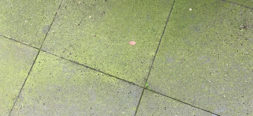 groene aanlsag verwijderen op tegels omar weet raadt 2560x1100